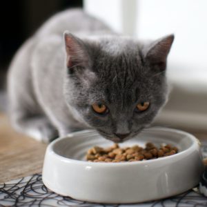 Pet Food