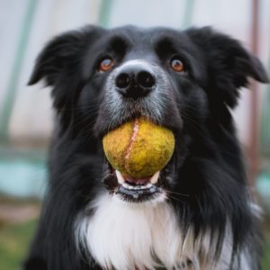 Pet Toys