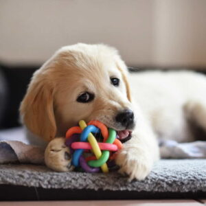 Pet Grooming