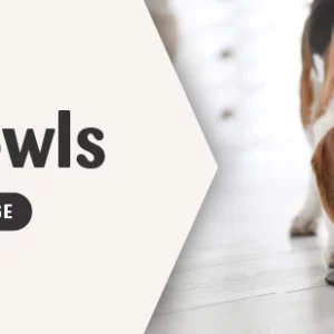 Bowls and feeders