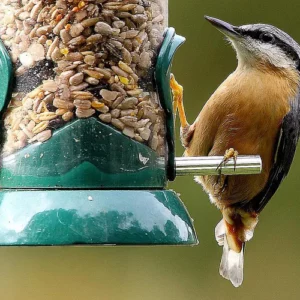 Birds food